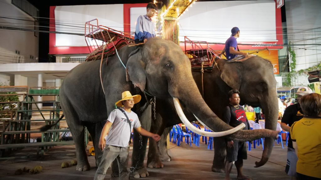 Think it’s time to ban elephant riding in Thailand? Not so fast
